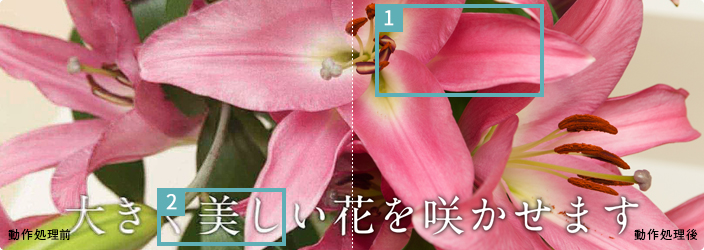 「マスターリファイン」 : イメージ