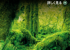 4K2K高画質 詳しく見る